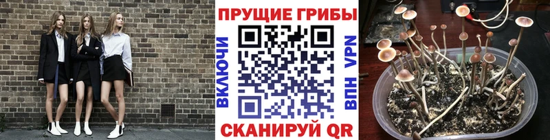 Купить закладки  Кашира  Псилоцибиновые грибы ЛСД 